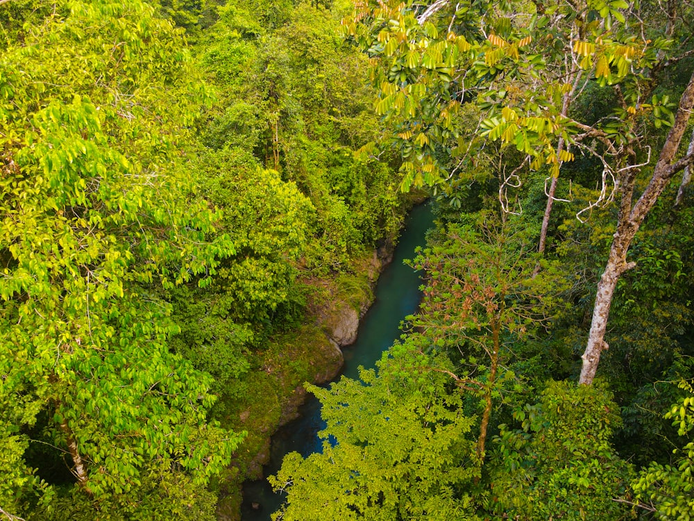 Ein Fluss, der durch einen üppigen grünen Wald fließt