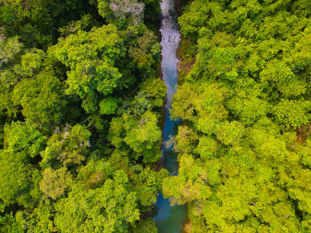 Un río que atraviesa un frondoso bosque verde