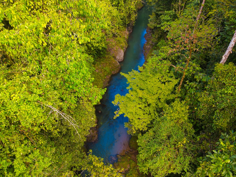 Un río que atraviesa un frondoso bosque verde