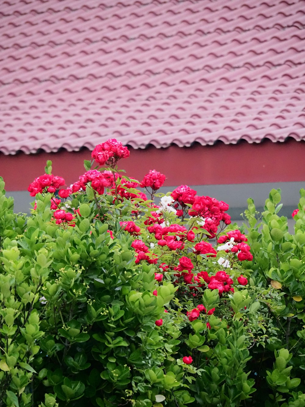 a bunch of flowers that are in a bush