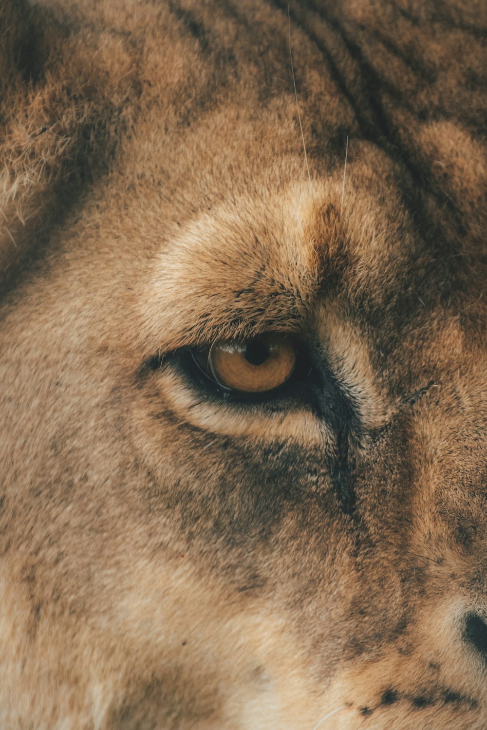 a close up of a lion's face with a blurry background