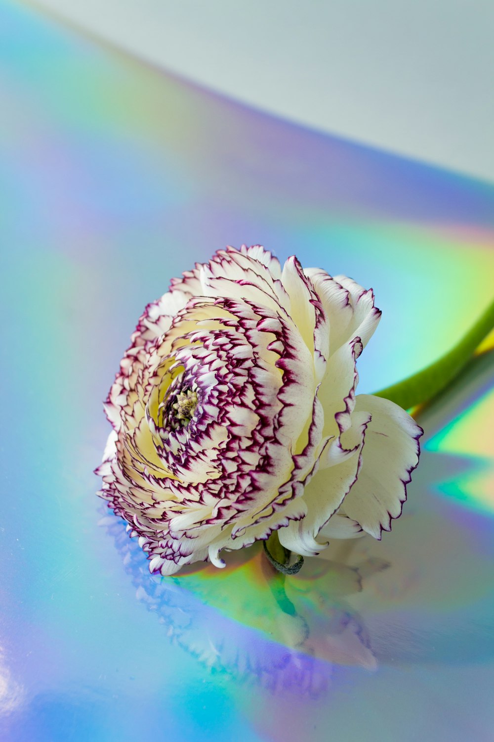eine weiße und violette Blume, die auf einem Tisch sitzt