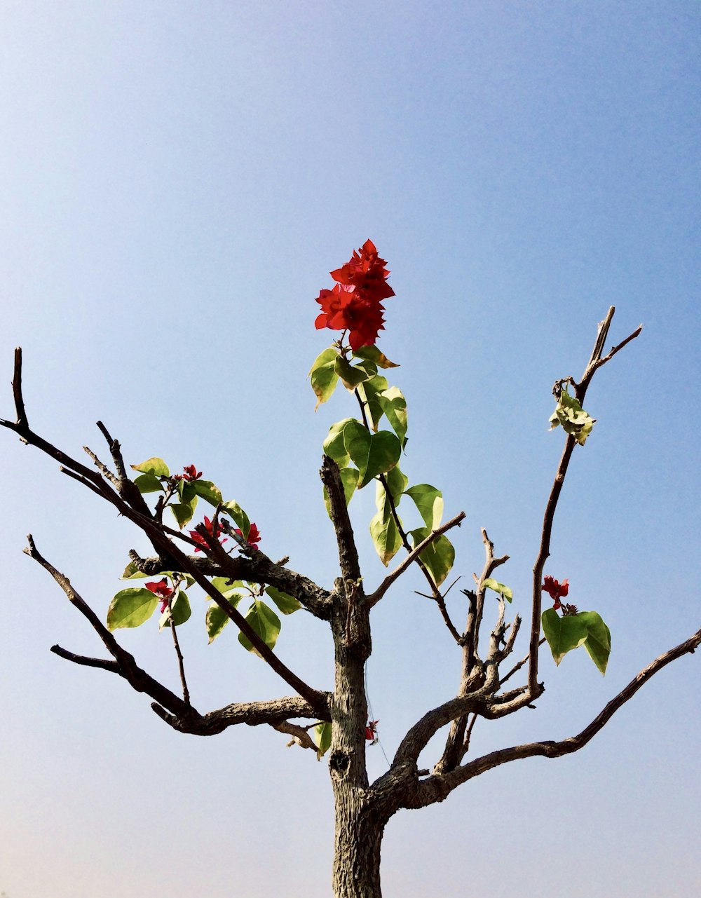 a tree with red flowers in the middle of a field