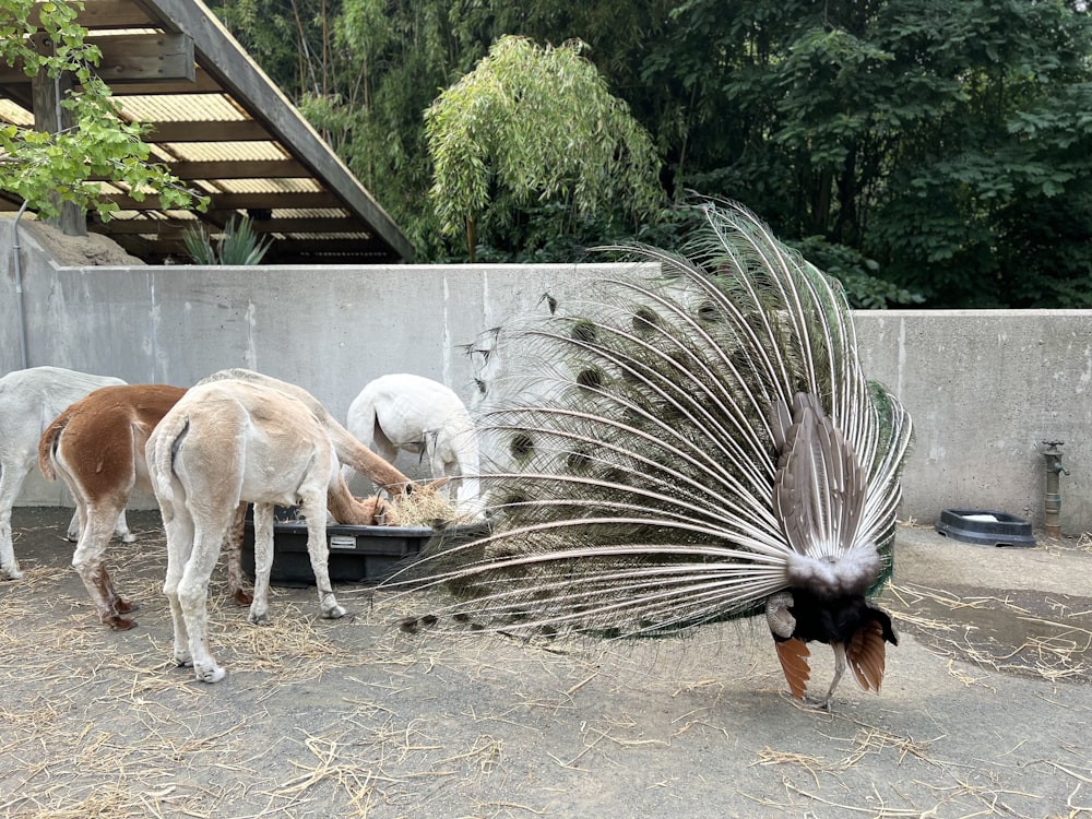 a couple of animals that are standing in the dirt