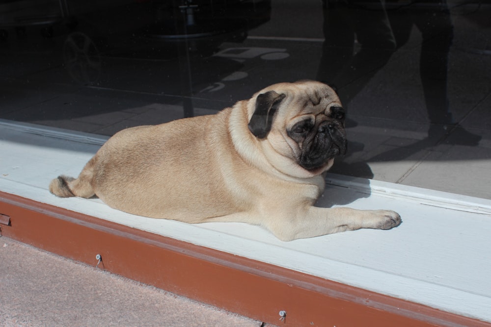 a small pug dog laying on a window sill