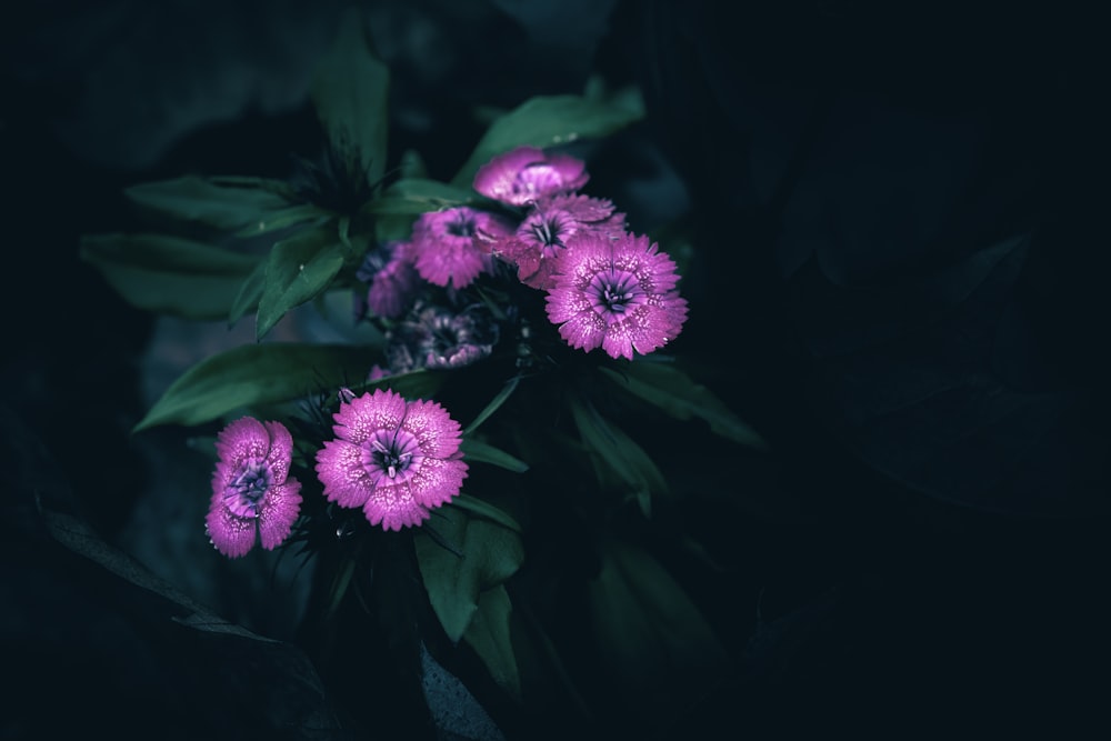 a bunch of flowers that are in the dark