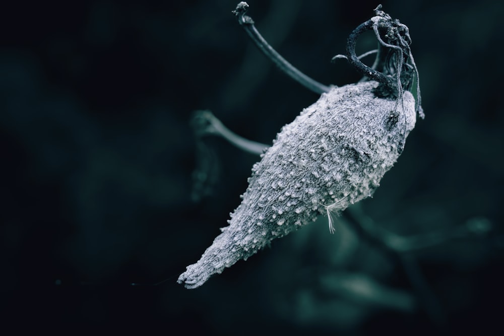 a close up of a flower with water droplets on it