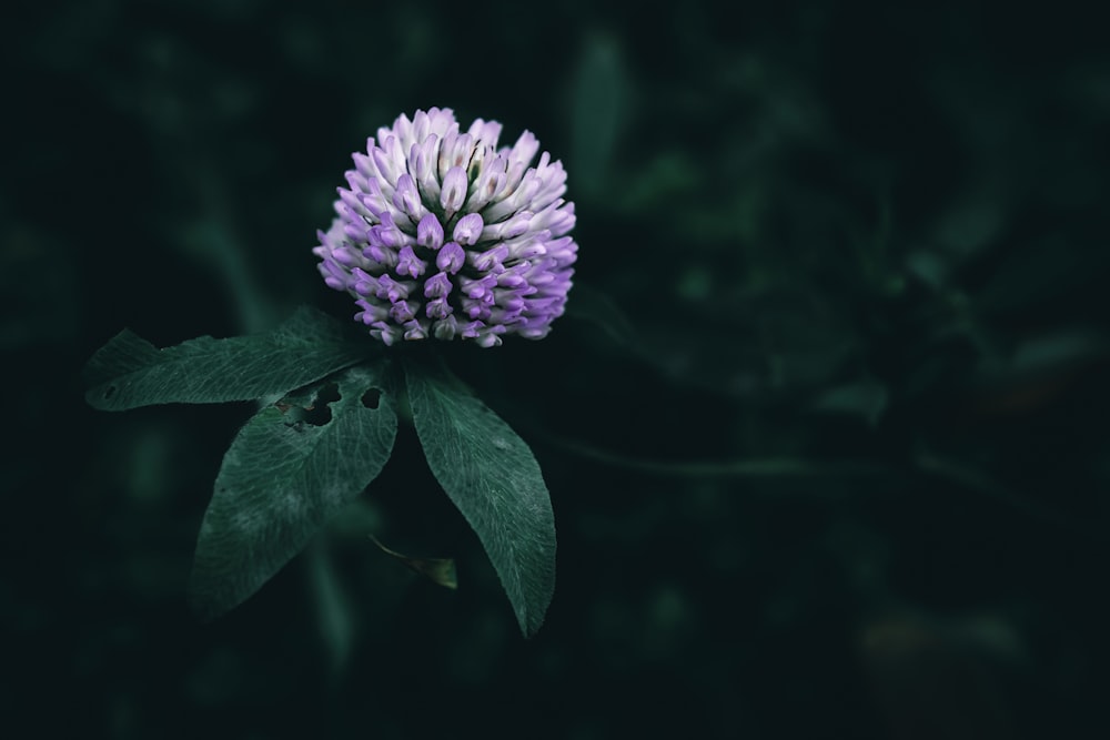 a purple flower with green leaves on a dark background