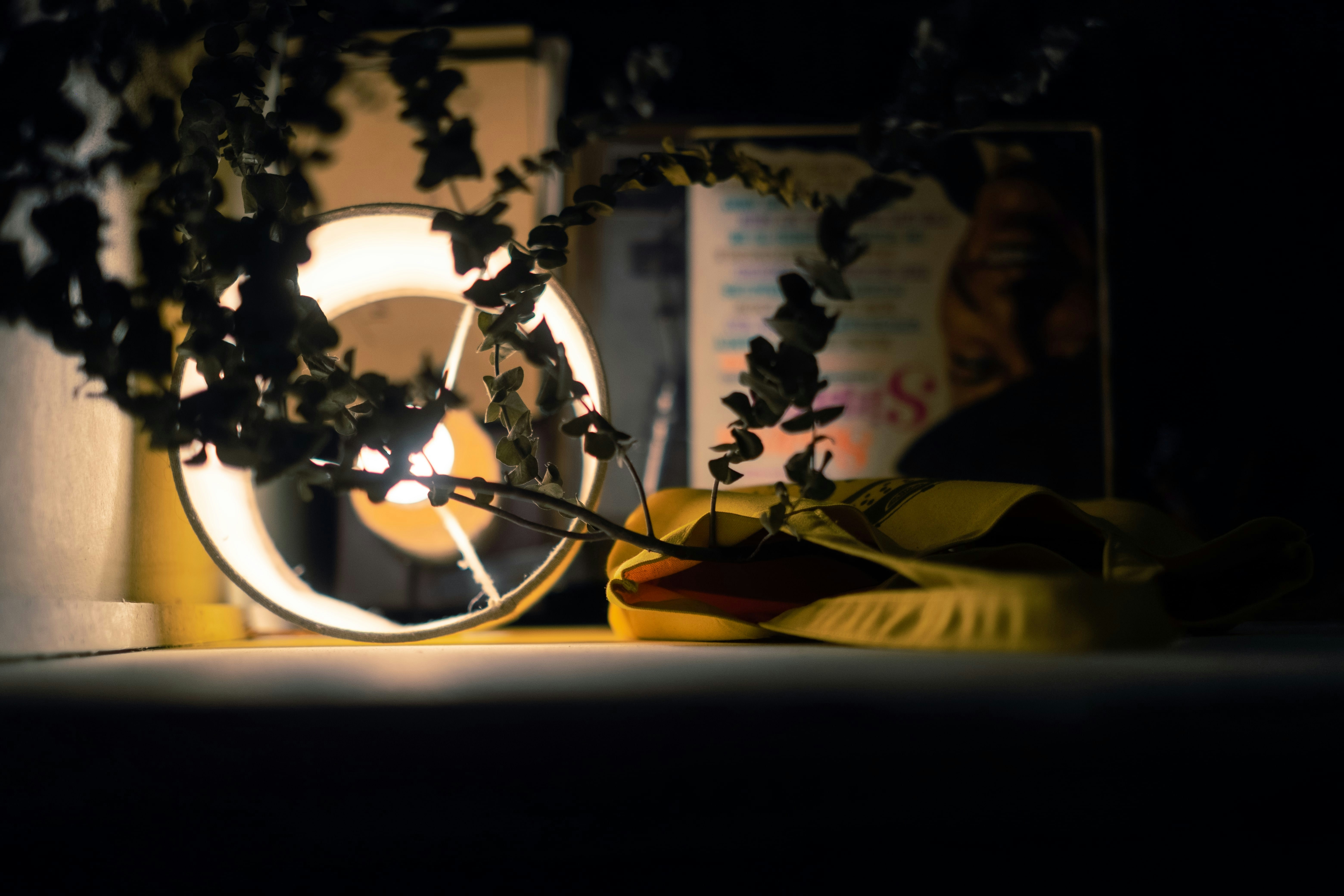 a close up of a plant with a light in the background