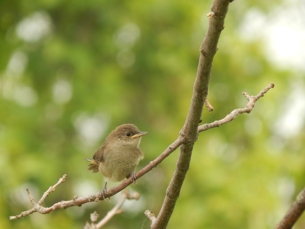 a small bird sitting on a branch of a tree