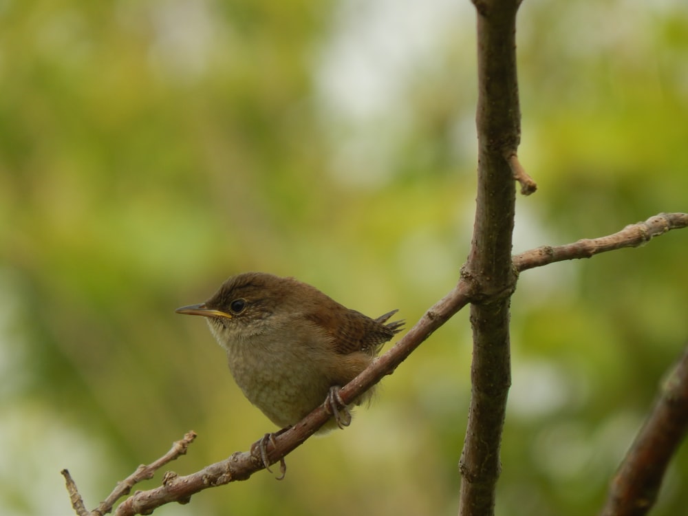 a small bird perched on a tree branch