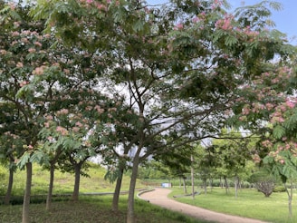 Well-maintained walking paths surrounded by lush greenery in the neighborhood.