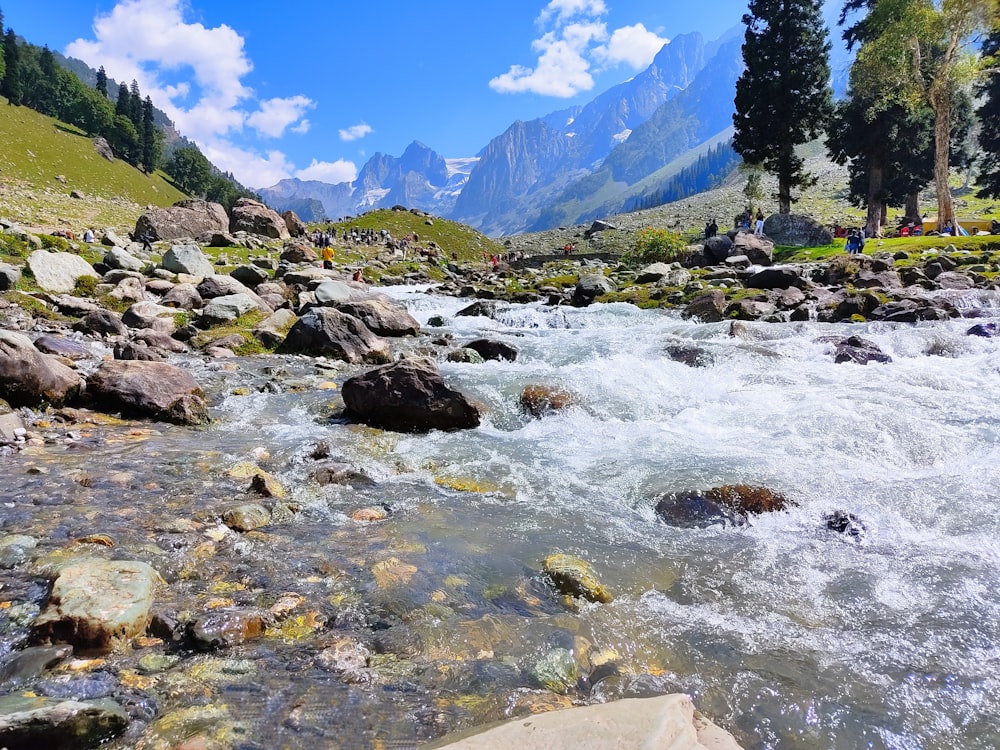 a river running through a lush green forest