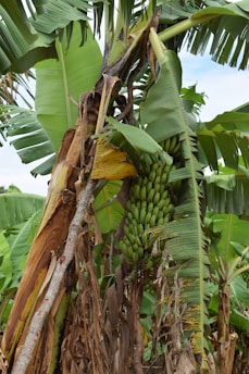 A cluster of green bananas hanging from a banana plant, surrounded by large, broad leaves. Some leaves are brown and wilted, indicating age or exposure. The trunk and other stems are visible, providing a natural, lush setting.