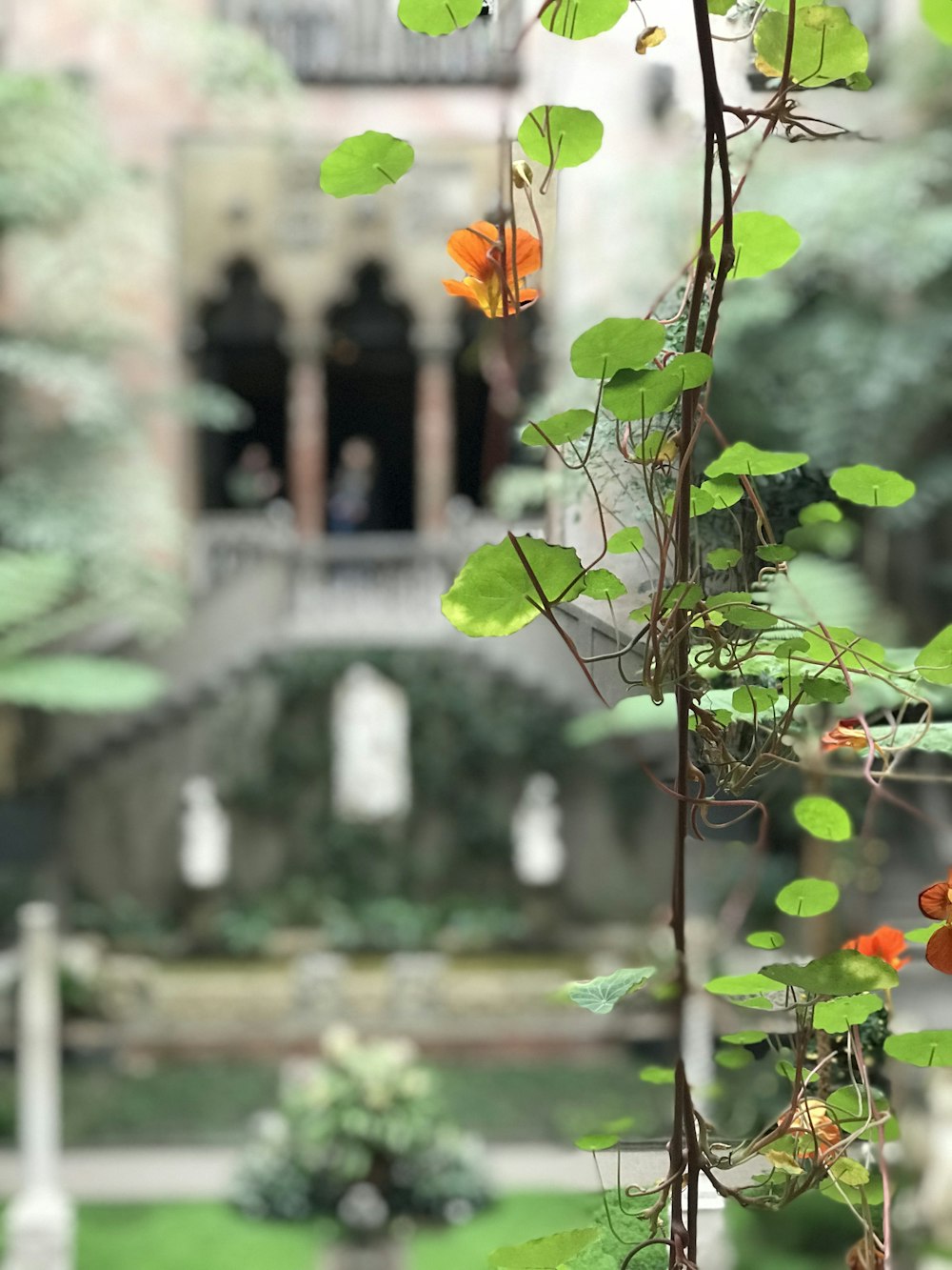 una vite con fiori d'arancio e foglie verdi