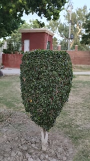 A well-maintained, sculpted bush with a neat, geometric shape situated in a garden. The background includes a small red brick building, a fence, and some large trees.