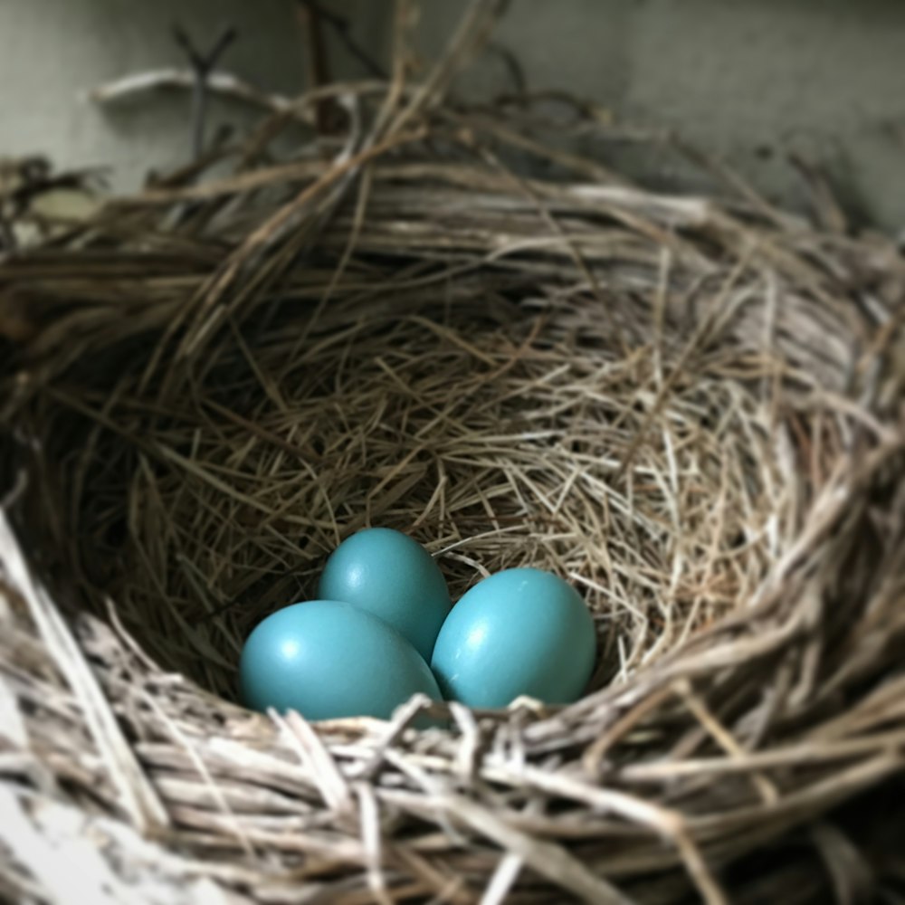 two blue eggs in a nest of straw