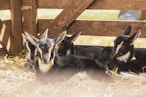 a group of goats laying on top of a dry grass field