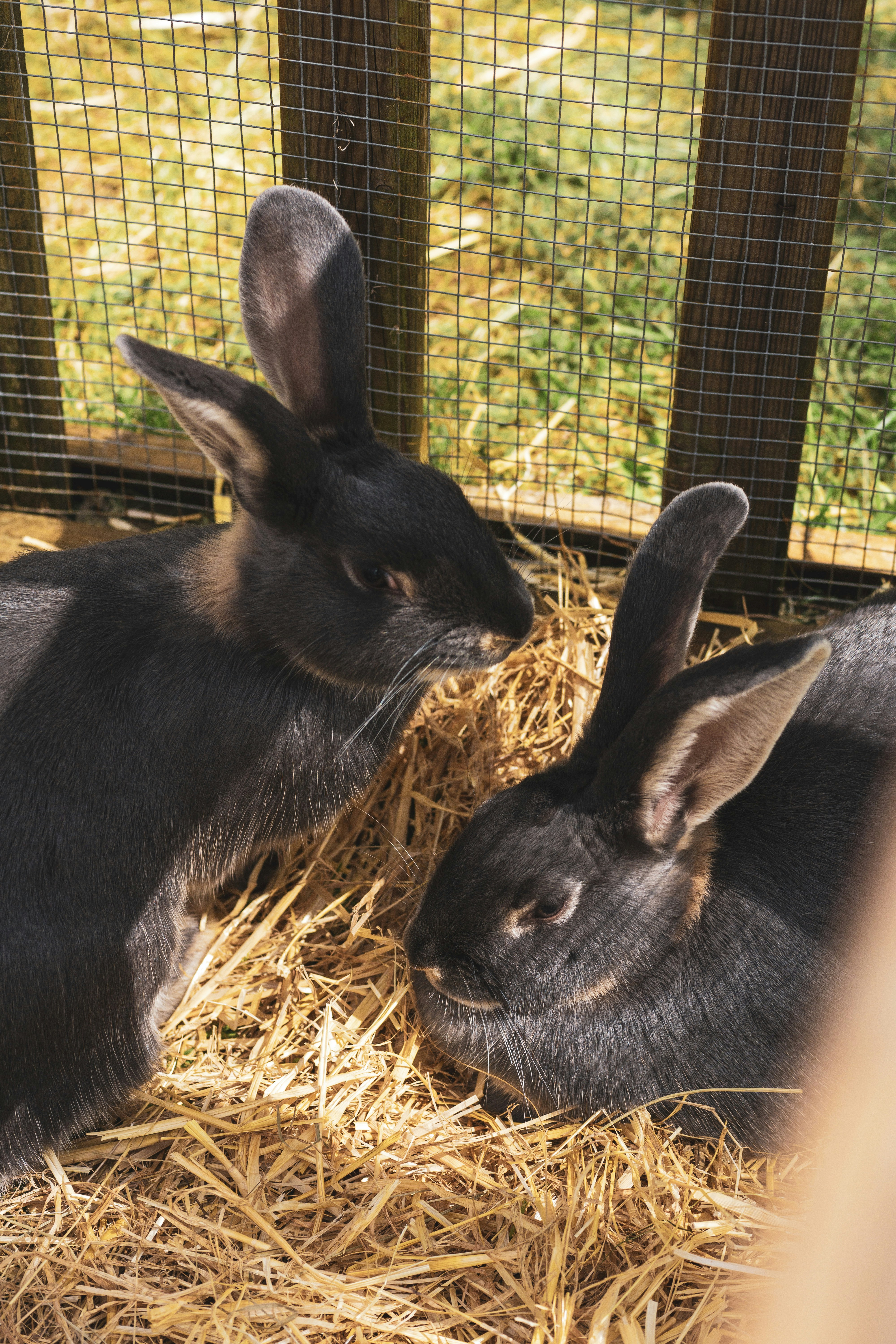 8 Rabbit Care Hay Feeding Schedules for New Owners