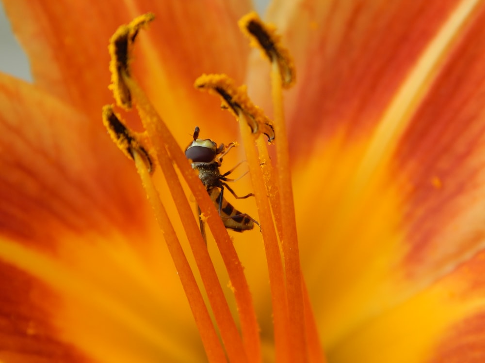 a close up of a flower with two bees on it