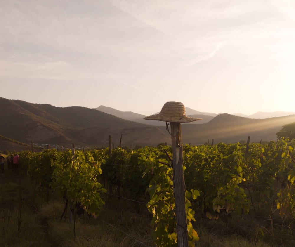 a hat on top of a wooden pole in a vineyard