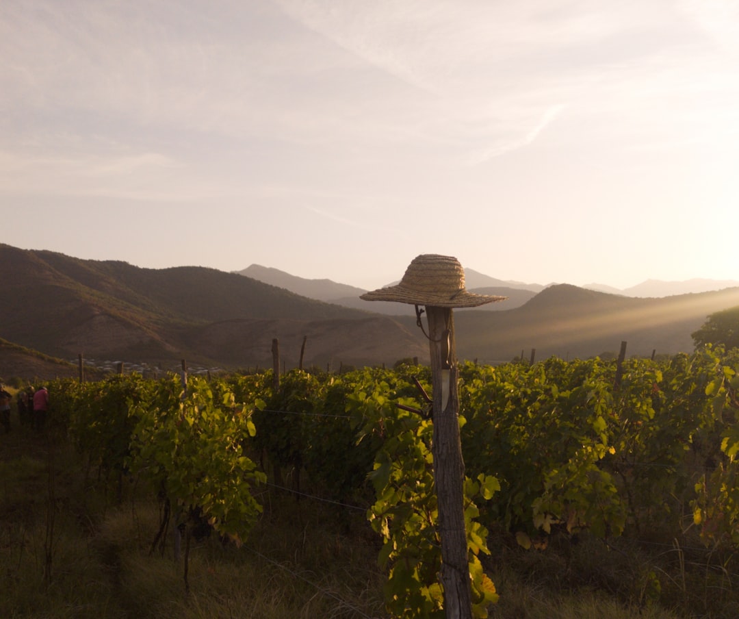 Georgia&#8217;s Ancient Wine Culture and Architectural Marvels An Exploration