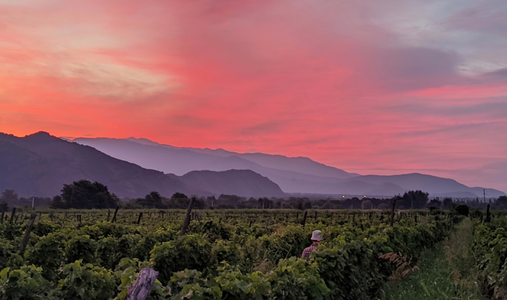 a vineyard with mountains in the background at sunset