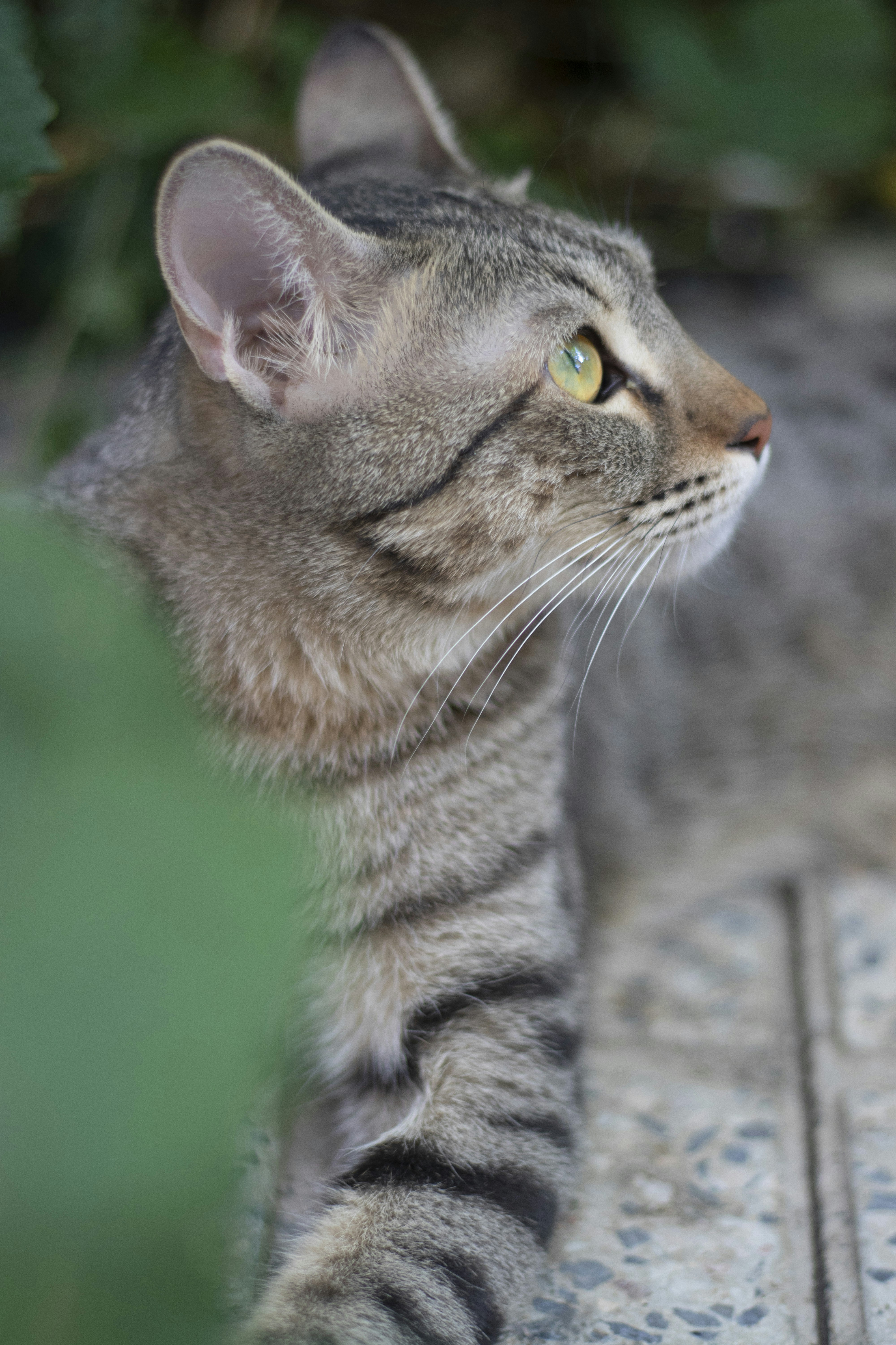 a gray cat sitting on top of a tile floor