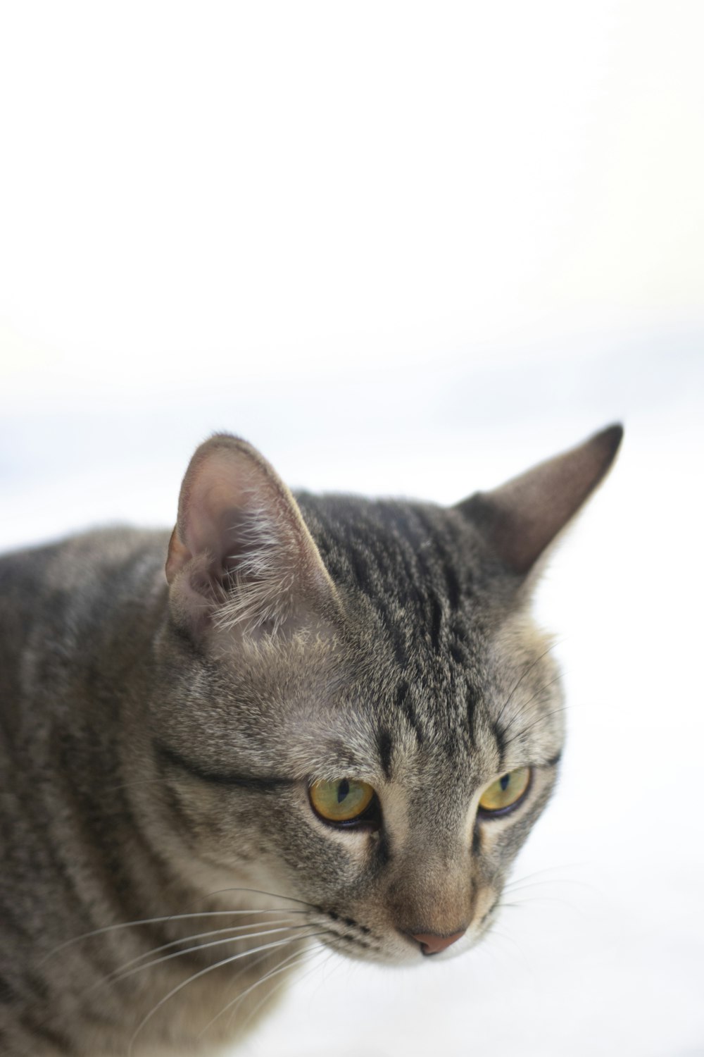 a gray cat with yellow eyes looking at the camera