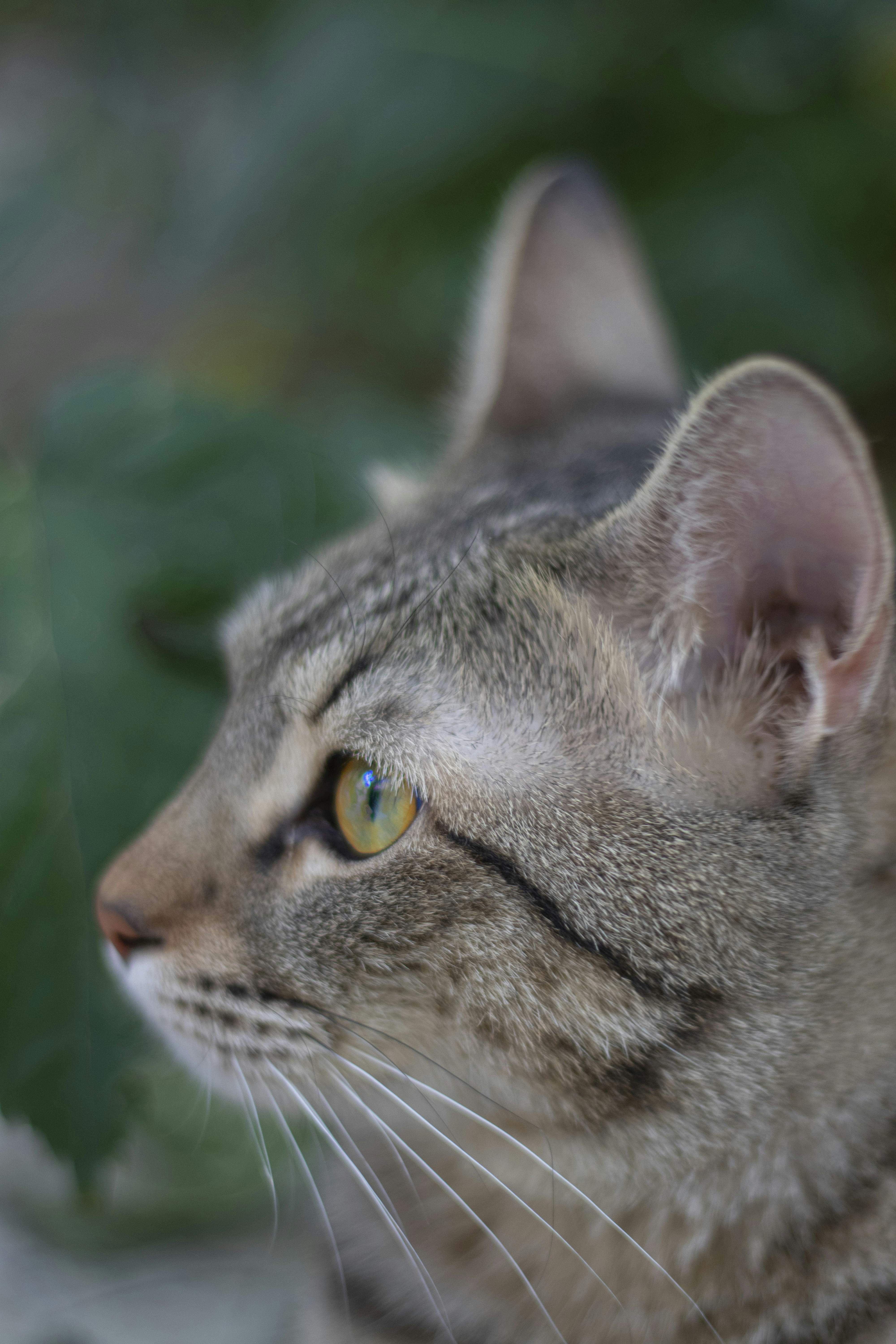 a close up of a cat with a leaf in the background