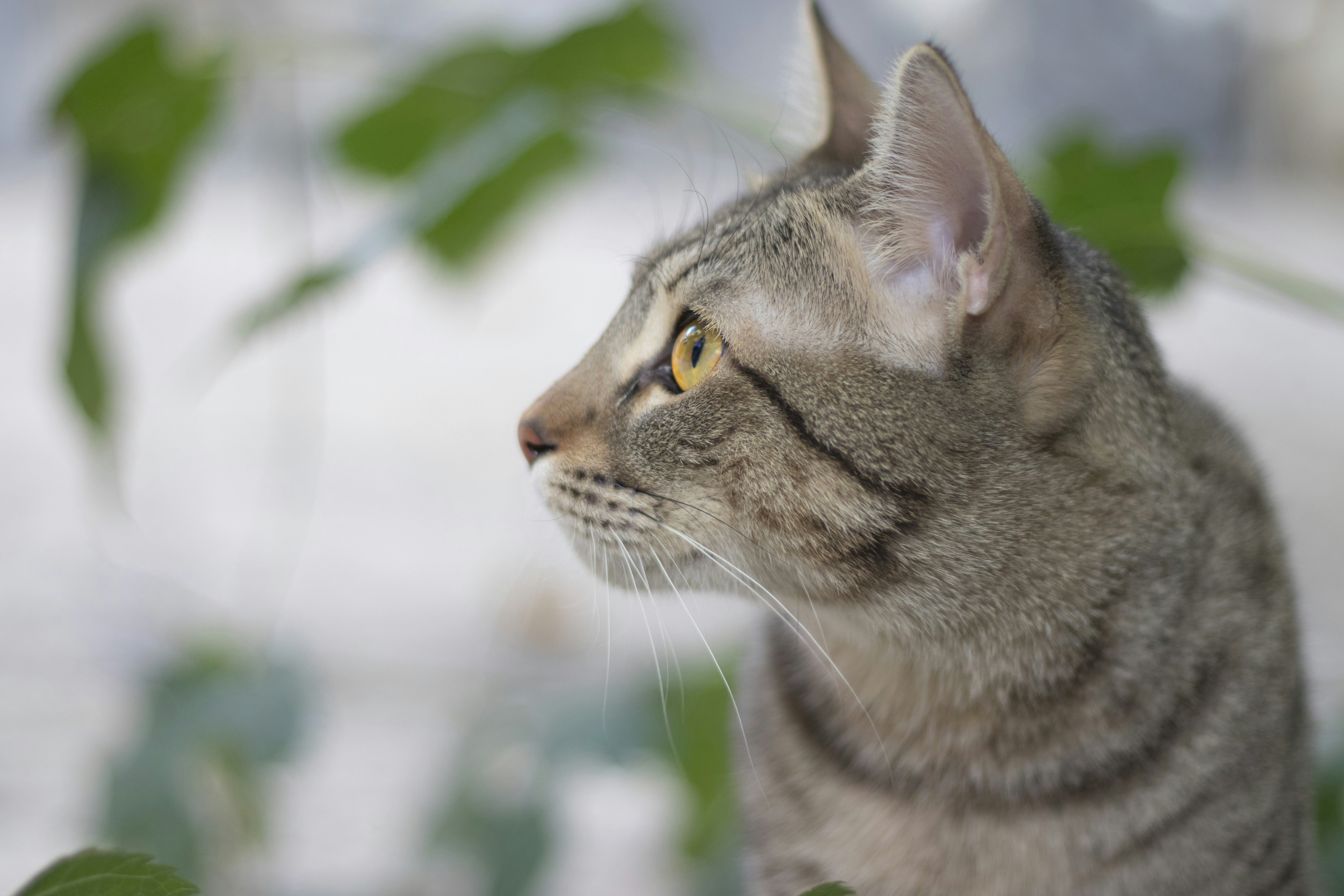 a close up of a cat with a plant in the background
