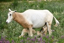 A goat is standing in a field of green grass and purple wildflowers, with a young kid nursing beneath her. The scene suggests a natural setting with the presence of vibrant plant life surrounding the animals.