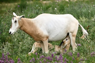 A goat is standing in a field of green grass and purple wildflowers, with a young kid nursing beneath her. The scene suggests a natural setting with the presence of vibrant plant life surrounding the animals.