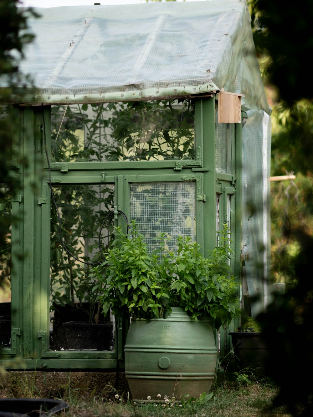 a green house with a potted plant in front of it