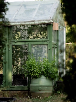 A green greenhouse with a plastic roof and large windows houses various plants. In the foreground, a lush plant grows out of a green barrel planter, surrounded by grass and smaller vegetation.