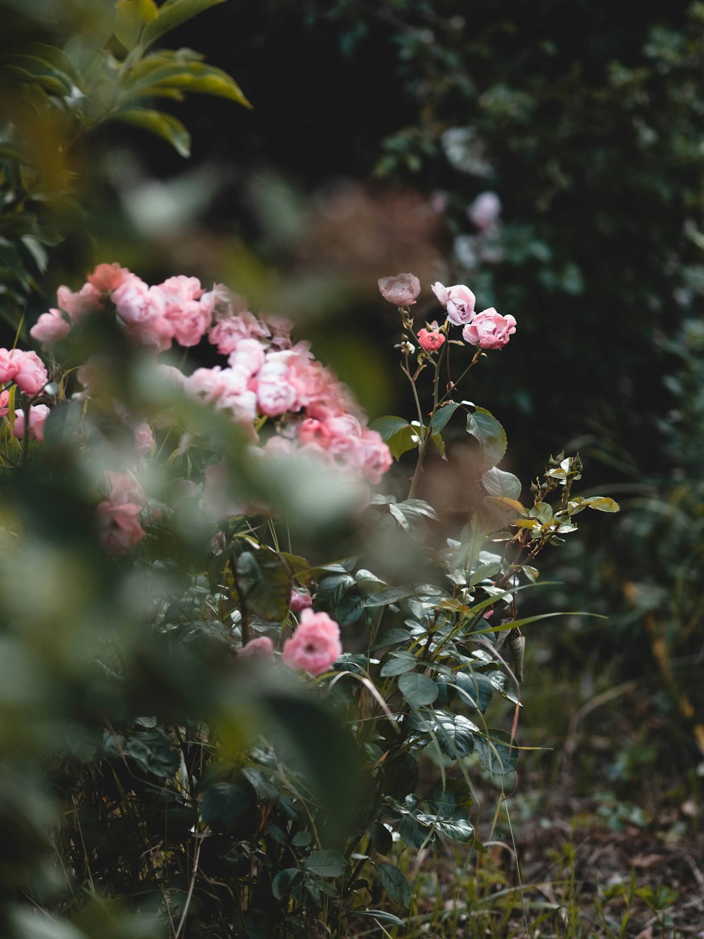 a bunch of flowers that are in the grass