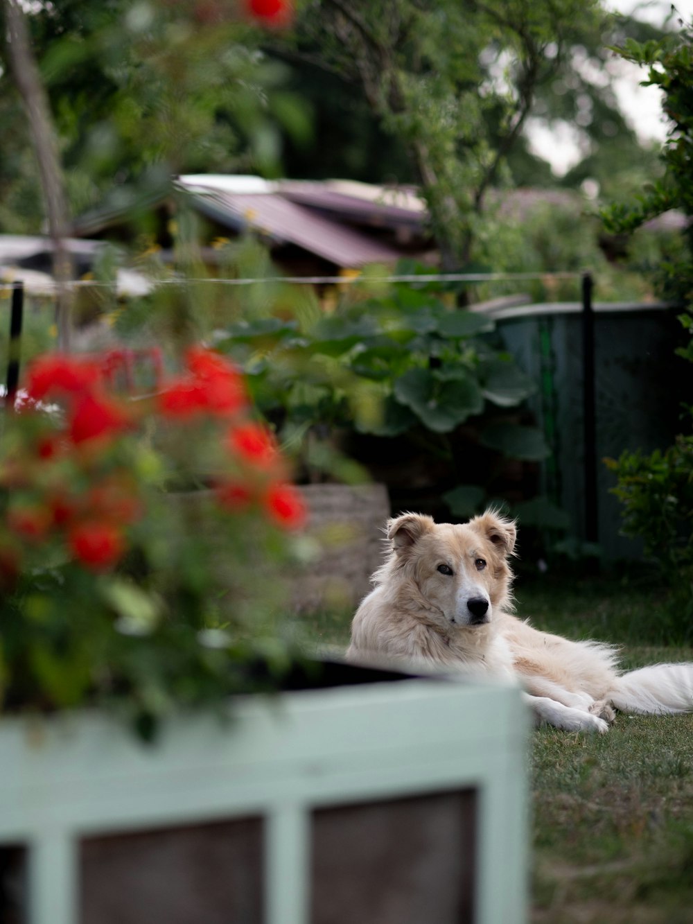 a white and brown dog laying in the grass