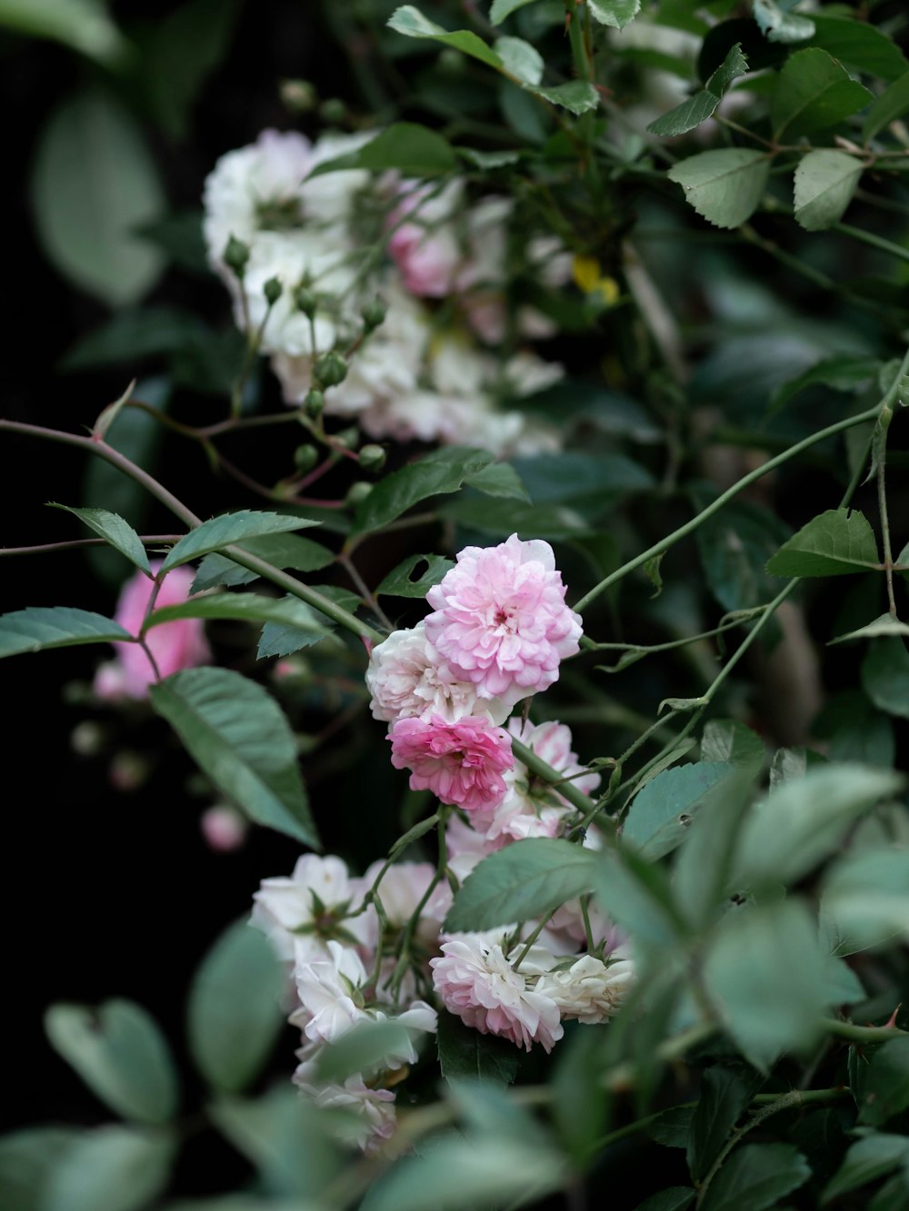 a bunch of pink and white flowers on a bush