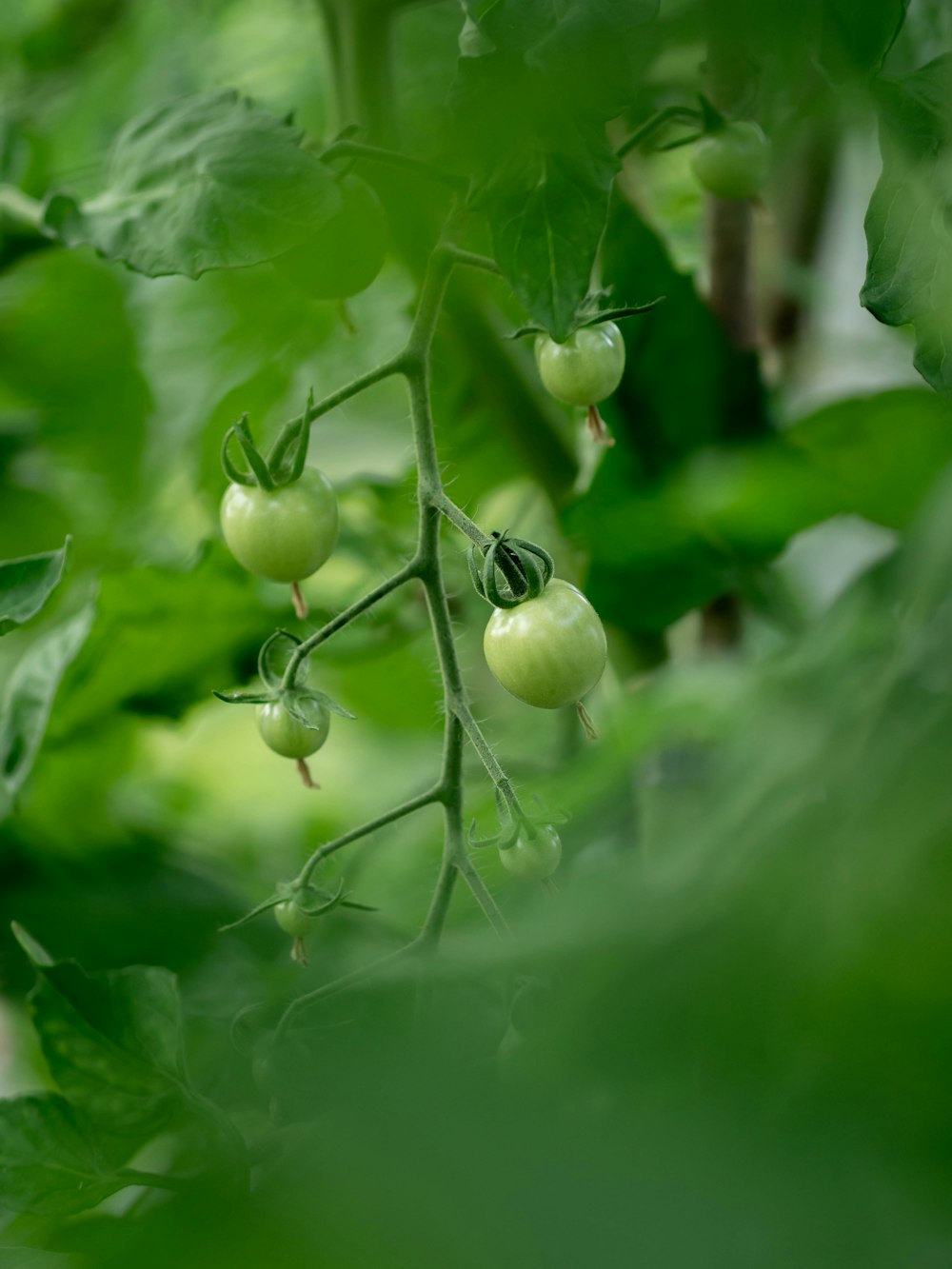 a close up of a plant with green leaves