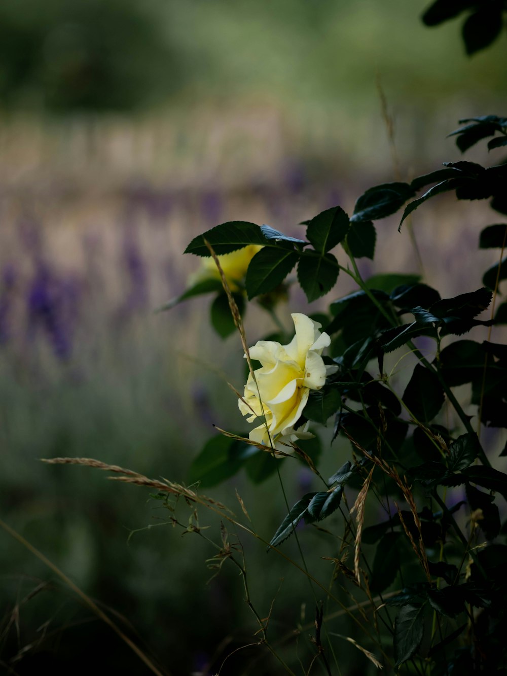 a yellow and white flower in a field of purple flowers