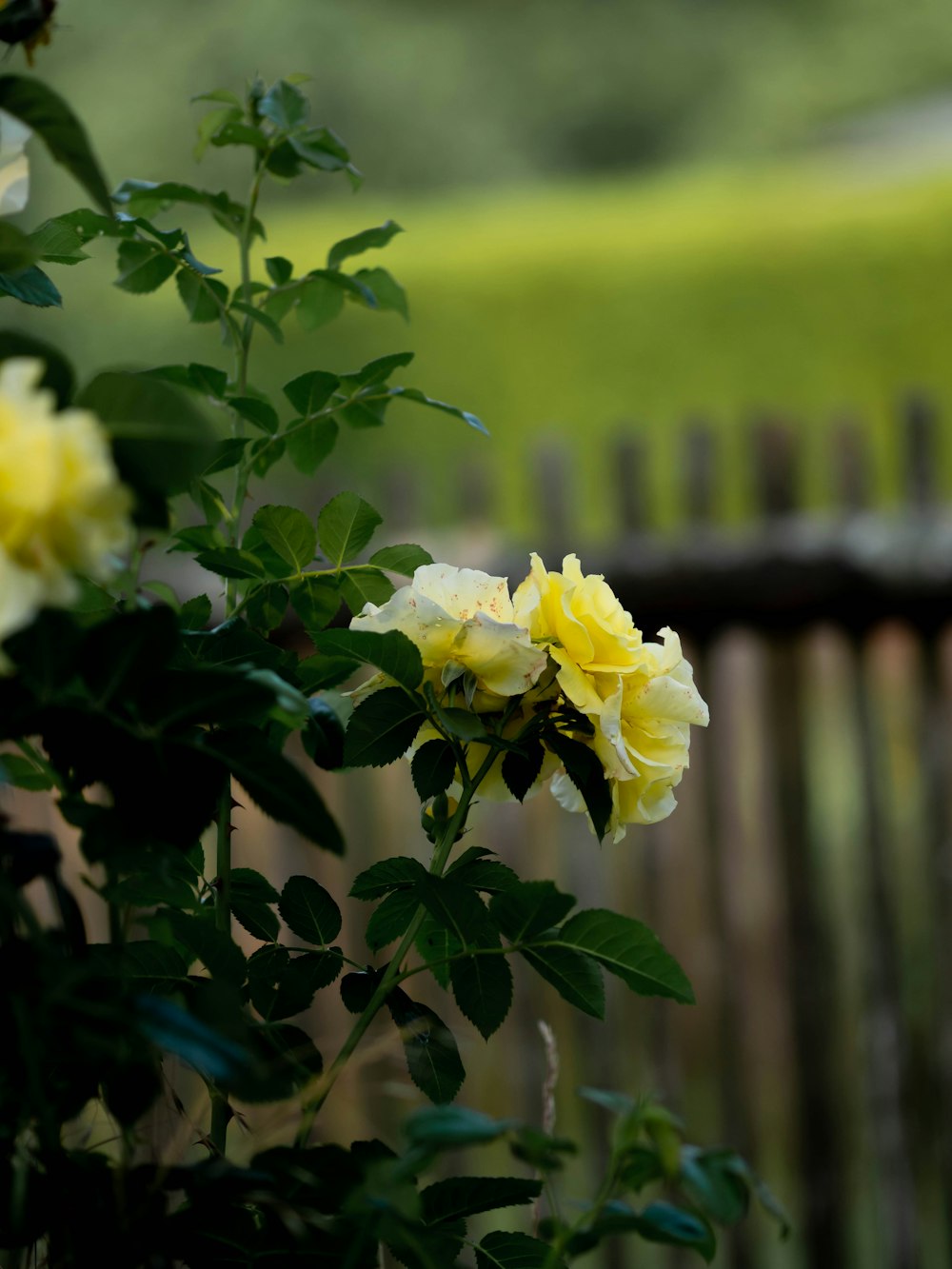 a bush with yellow flowers in front of a fence