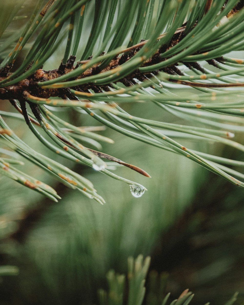 a drop of water hanging from a pine tree