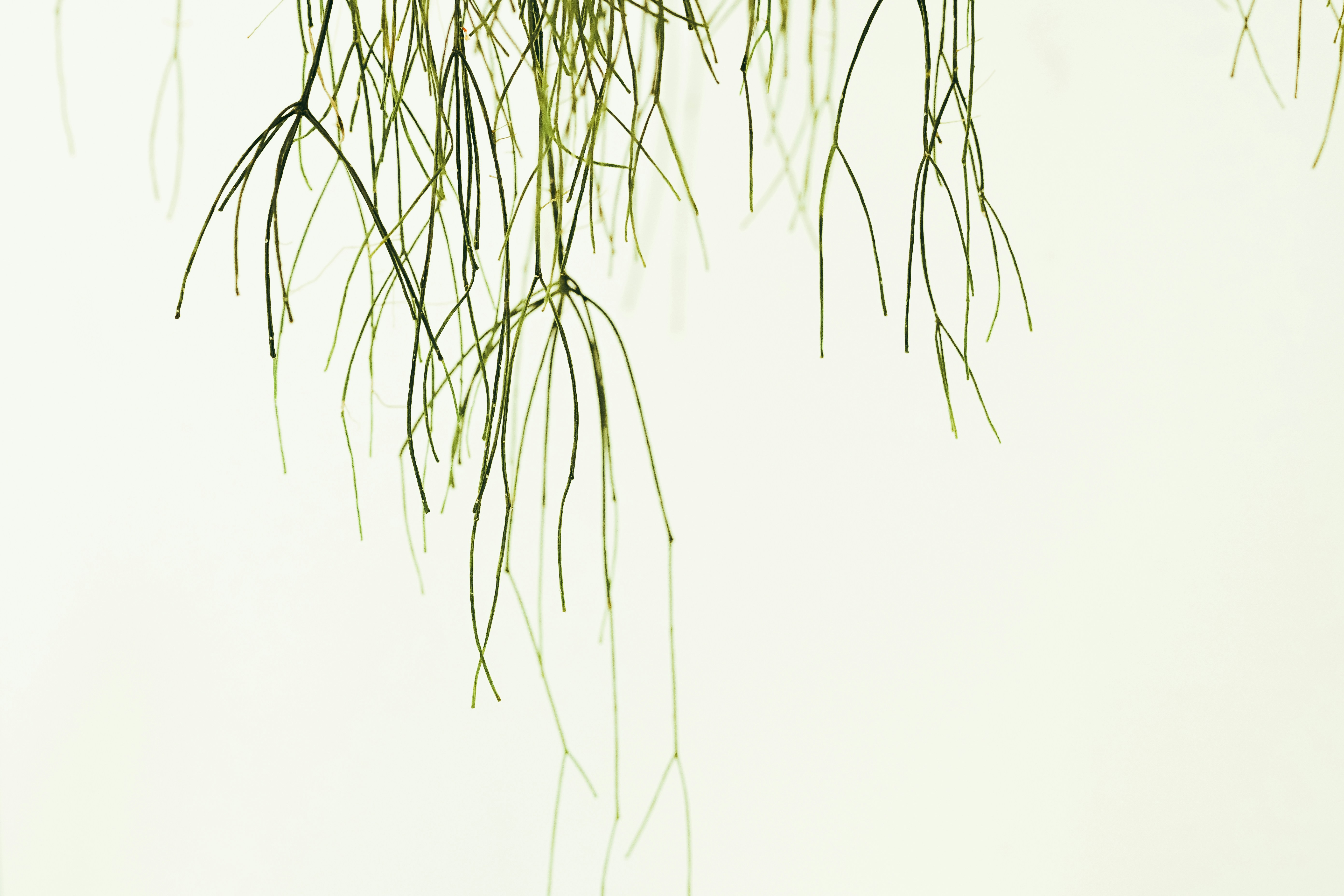 Semaglutide in Willow, AK: A Practical Guide to GLP-1 Weight Loss Options