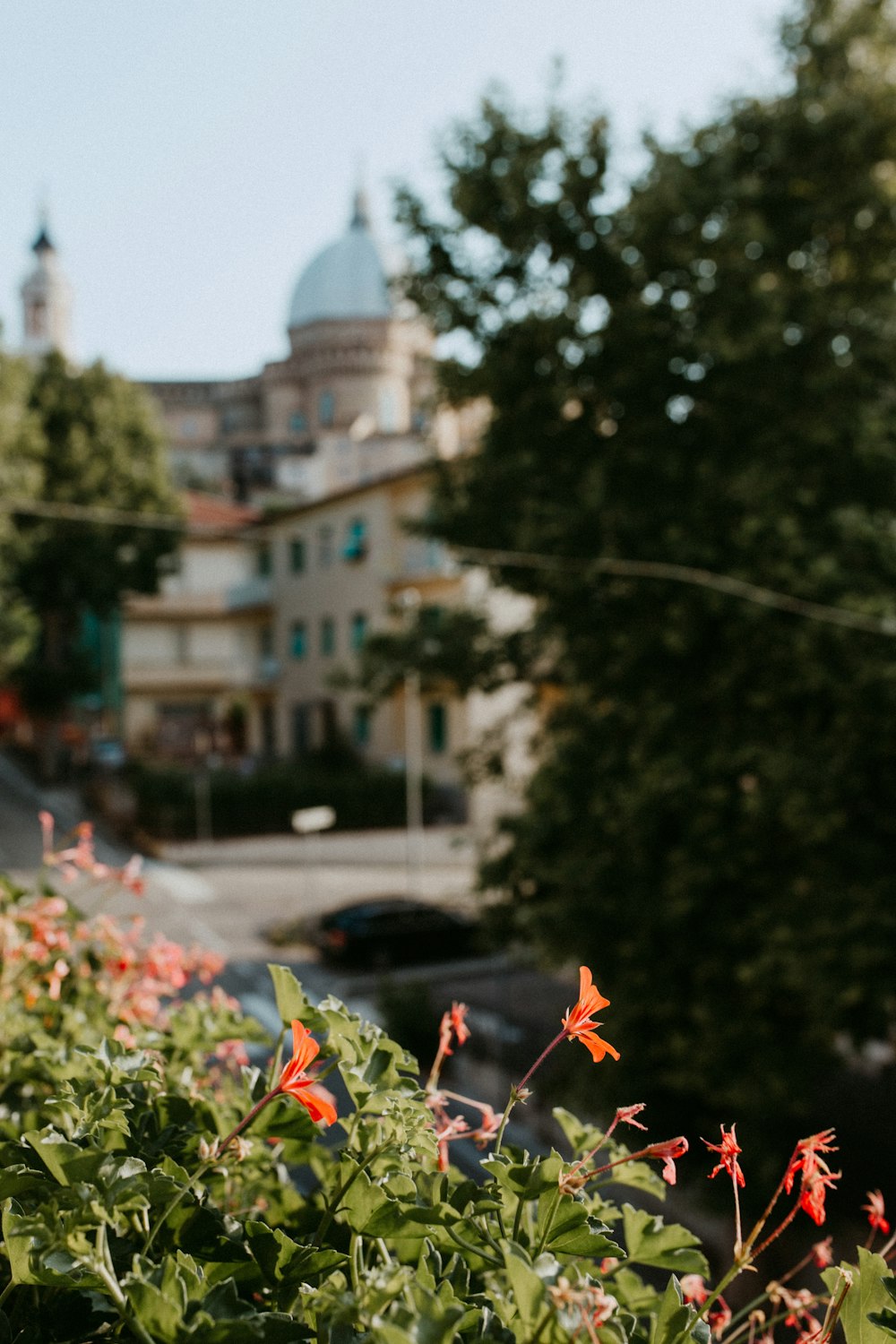 ein Strauß roter Blumen in einem Garten