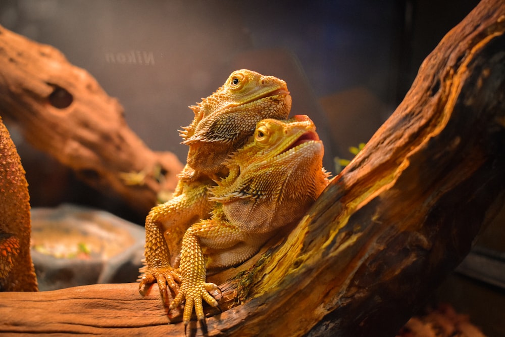 a couple of lizards sitting on top of a tree branch