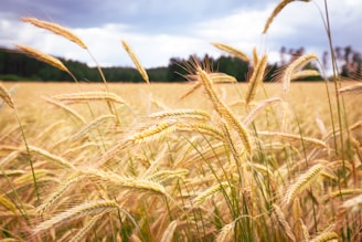 a field full of tall grass under a cloudy sky