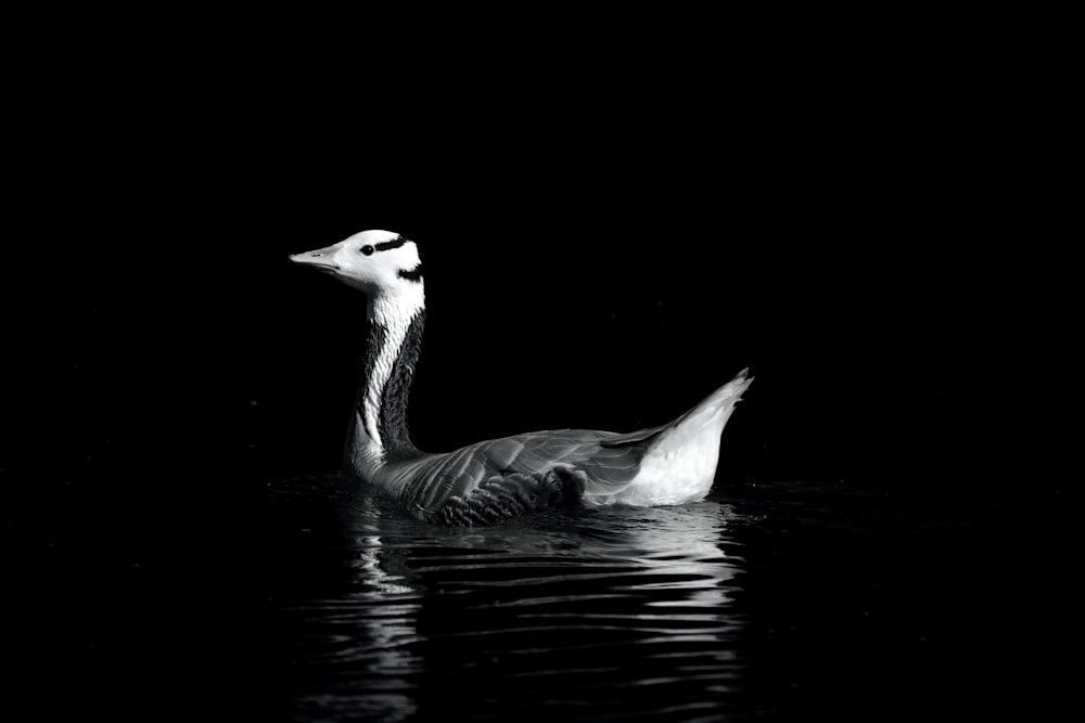 a black and white photo of a duck in the water