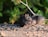 Two small mice are foraging on a wooden surface scattered with various seeds. The background is lush with green foliage, giving a natural outdoor setting.