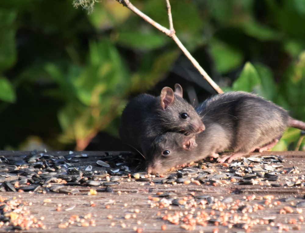 a couple of mice eating seeds off of a table