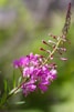 a close up of a purple flower on a branch